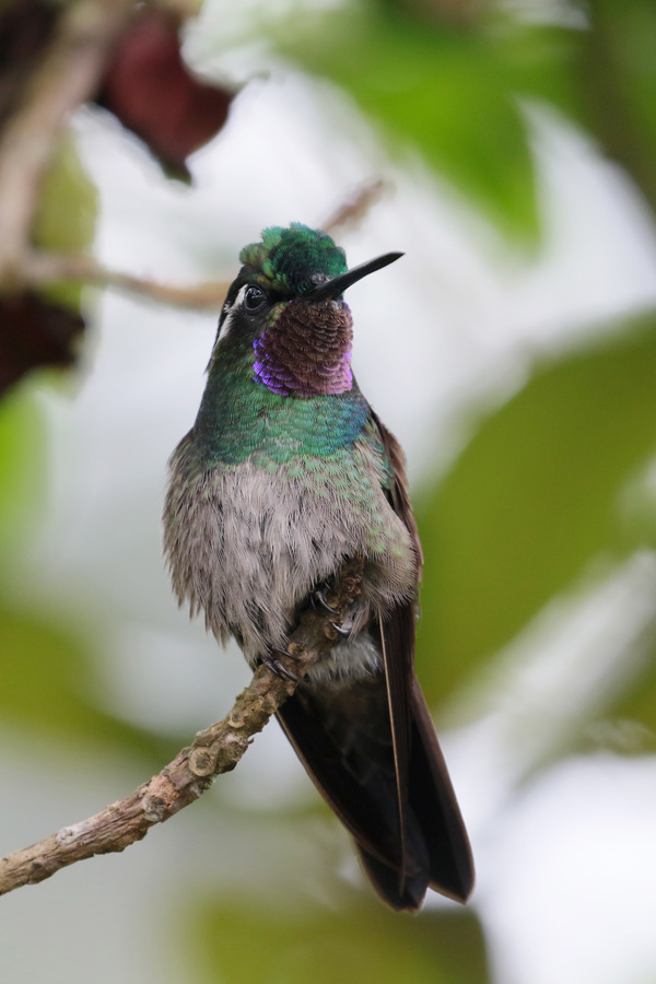 Purple-throated Mountaingem